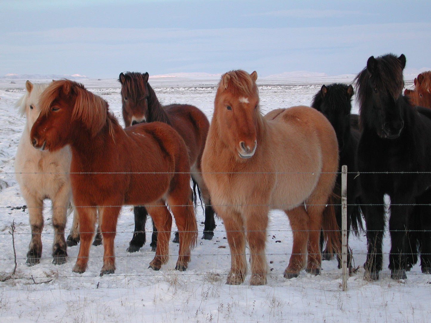 Icelandic Horses GLOSSY POSTER PICTURE PHOTO PRINT BANNER  CONVERSATIONPRINTS