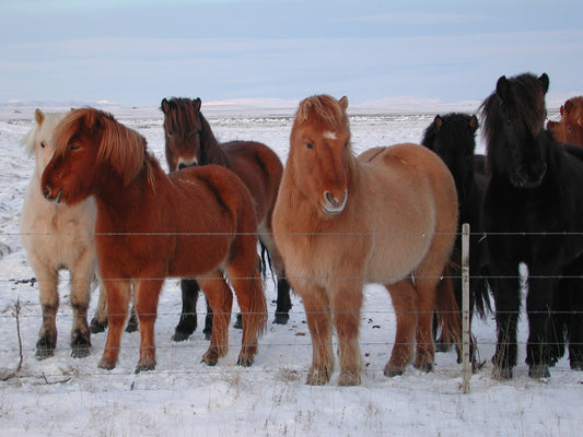 Icelandic Horses GLOSSY POSTER PICTURE PHOTO PRINT BANNER  CONVERSATIONPRINTS