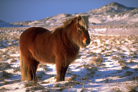 Icelandic Horse Breed GLOSSY POSTER PICTURE PHOTO PRINT BANNER  CONVERSATIONPRINTS