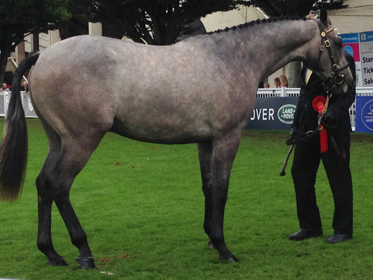 Irish Sport Horse GLOSSY POSTER PICTURE PHOTO PRINT BANNER  CONVERSATIONPRINTS