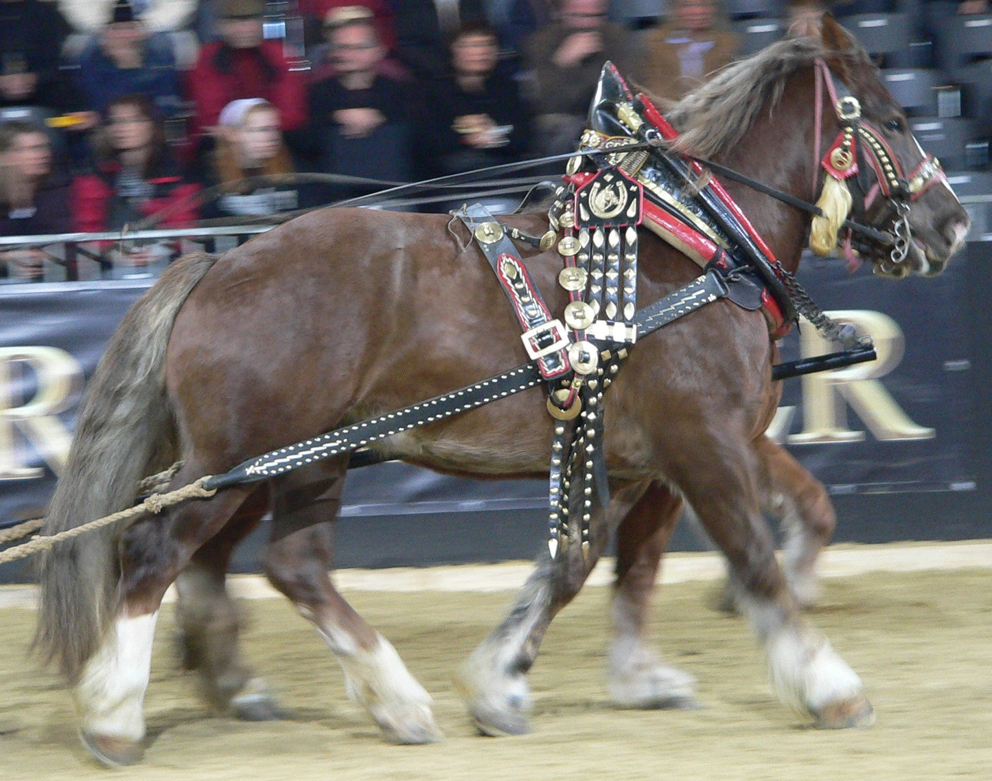 Italian Heavy Draft Horse GLOSSY POSTER PICTURE PHOTO PRINT BANNER  CONVERSATIONPRINTS