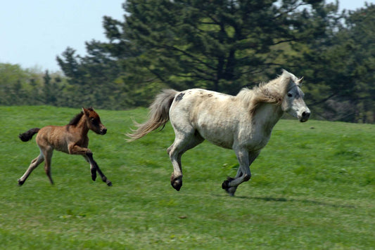 Jeju Horse Running GLOSSY POSTER PICTURE PHOTO PRINT BANNER  CONVERSATIONPRINTS