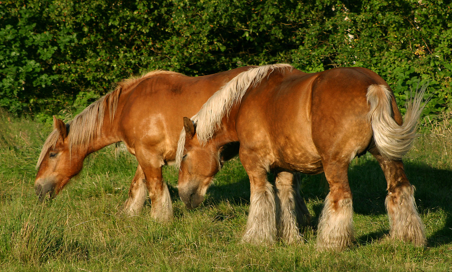 Jutland Horses Breed GLOSSY POSTER PICTURE PHOTO PRINT BANNER  CONVERSATIONPRINTS