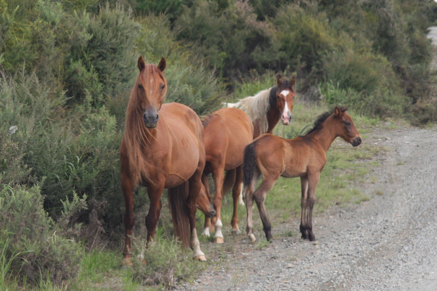 Kaimanawa Horse Breed GLOSSY POSTER PICTURE PHOTO PRINT BANNER  CONVERSATIONPRINTS