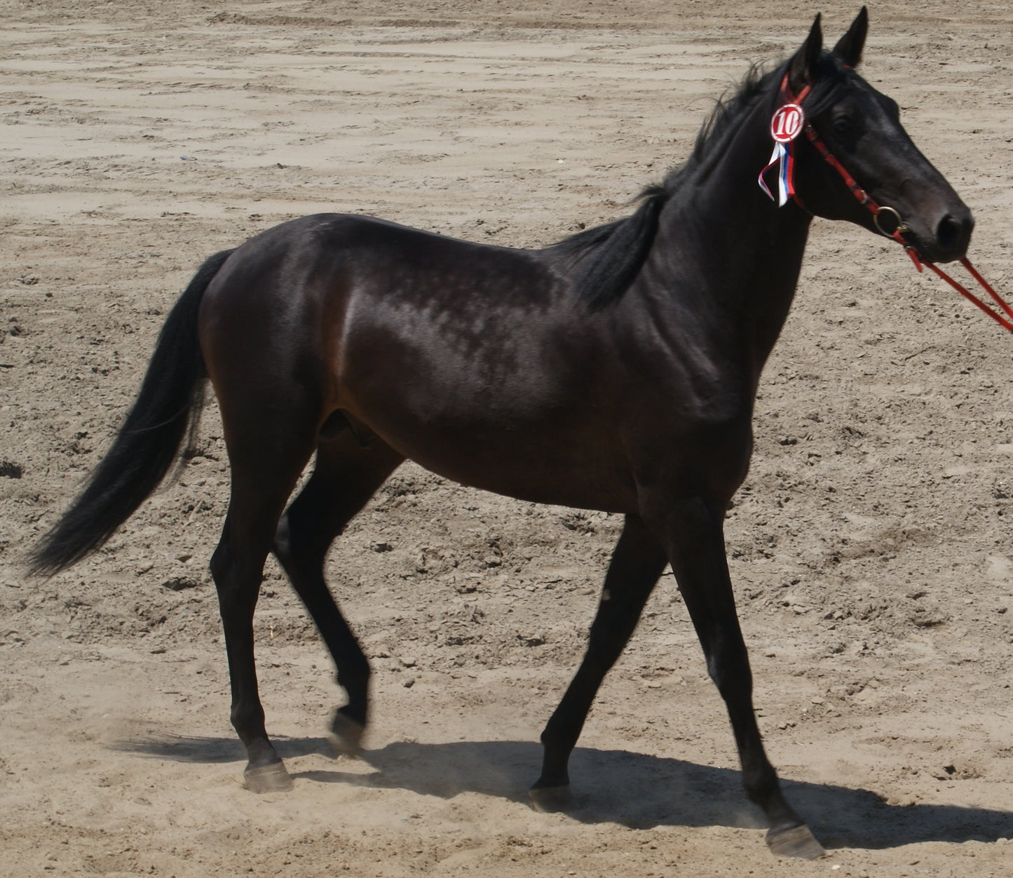 Karachay Horse Breed GLOSSY POSTER PICTURE PHOTO PRINT BANNER  CONVERSATIONPRINTS