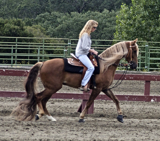 Kentucky Mountain Saddle Horse GLOSSY POSTER PICTURE PHOTO PRINT BANNER  CONVERSATIONPRINTS