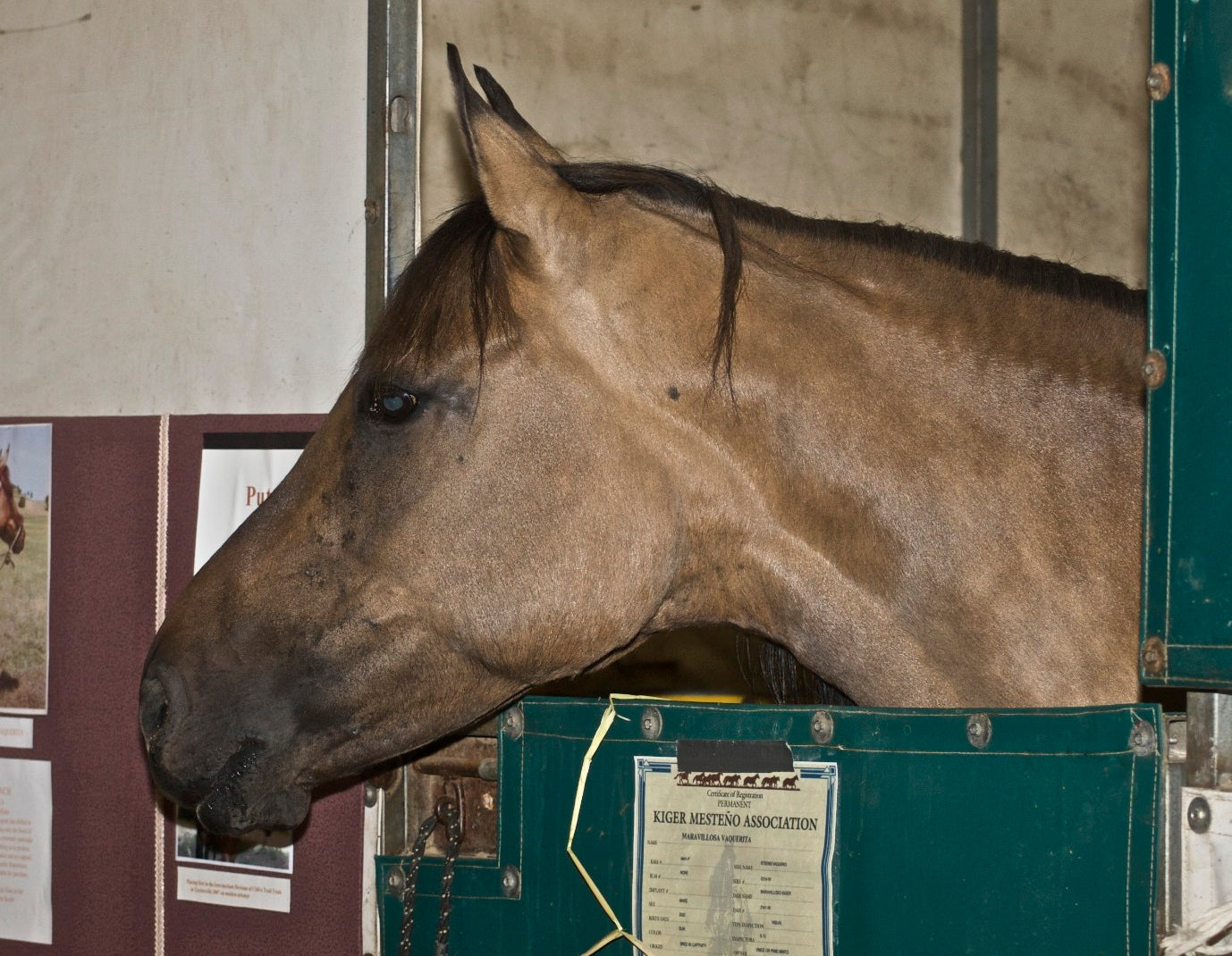 Kiger Mustang Horse GLOSSY POSTER PICTURE PHOTO PRINT BANNER  CONVERSATIONPRINTS