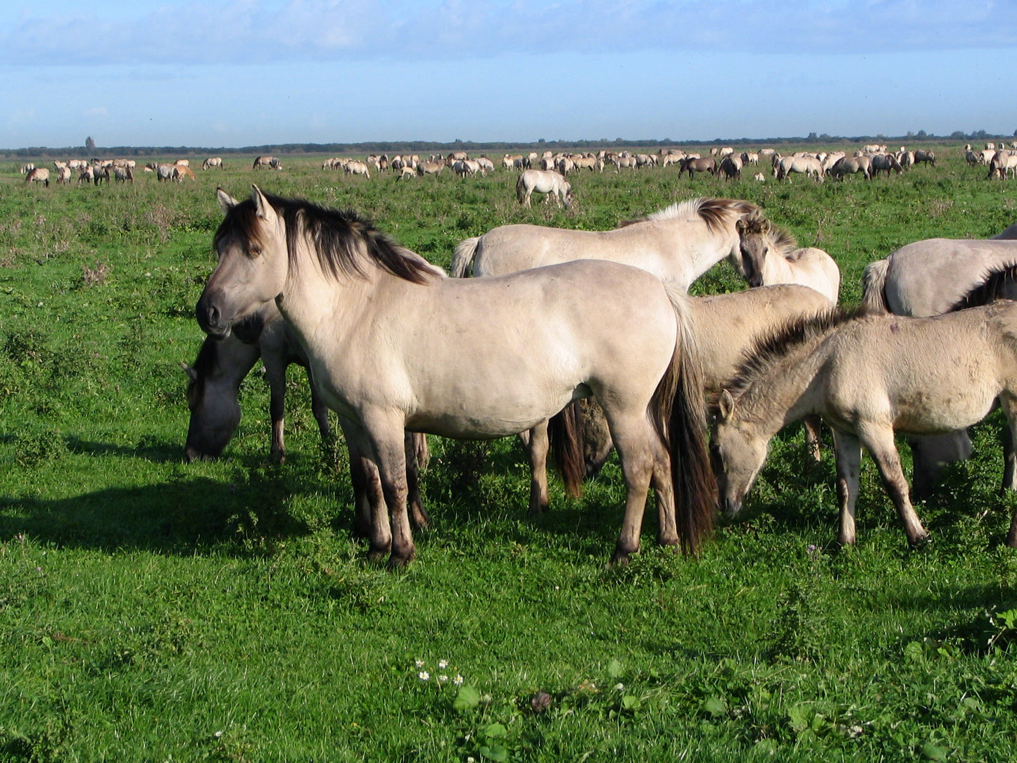 Konik Horses Poland GLOSSY POSTER PICTURE PHOTO PRINT BANNER  CONVERSATIONPRINTS