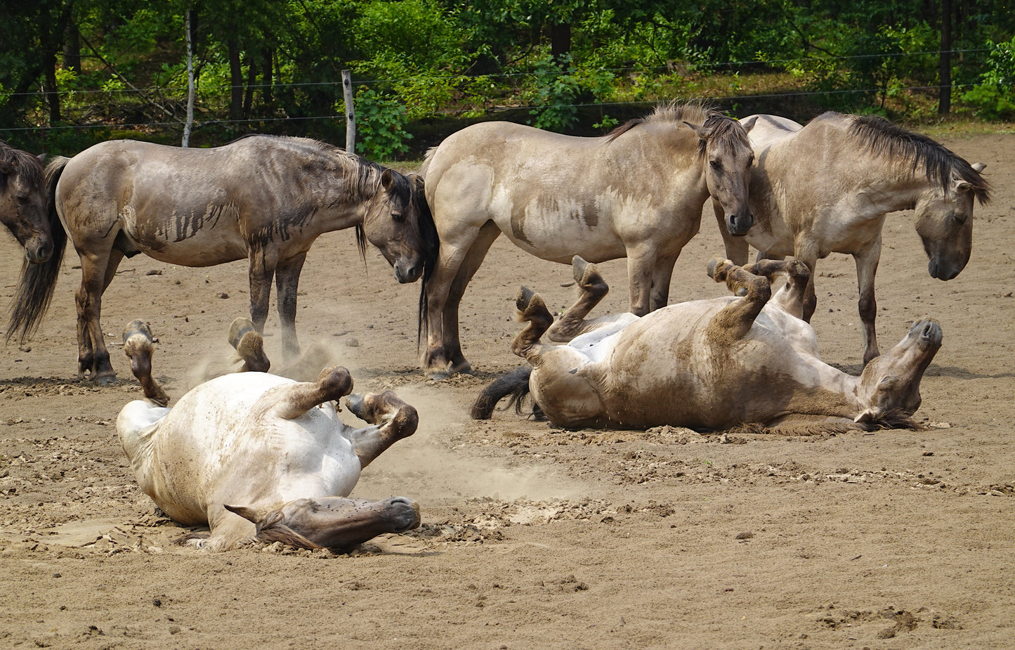 Konik Polski Horses Breed GLOSSY POSTER PICTURE PHOTO PRINT BANNER  CONVERSATIONPRINTS