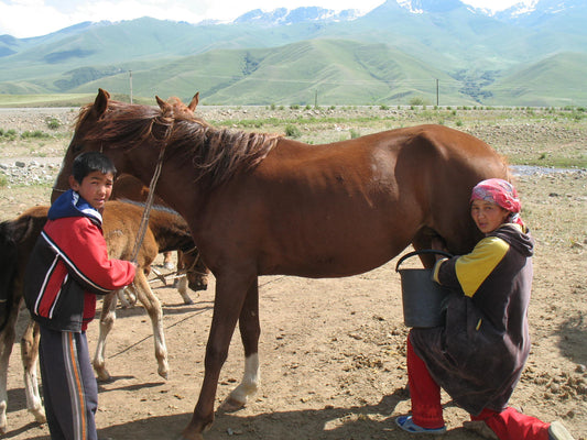 Kyrgyz Horses Kyrgyzstan GLOSSY POSTER PICTURE PHOTO PRINT BANNER  CONVERSATIONPRINTS