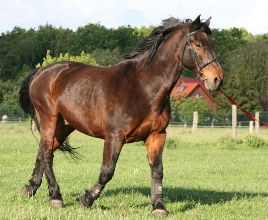 Latvian Horse Breed GLOSSY POSTER PICTURE PHOTO PRINT BANNER  CONVERSATIONPRINTS