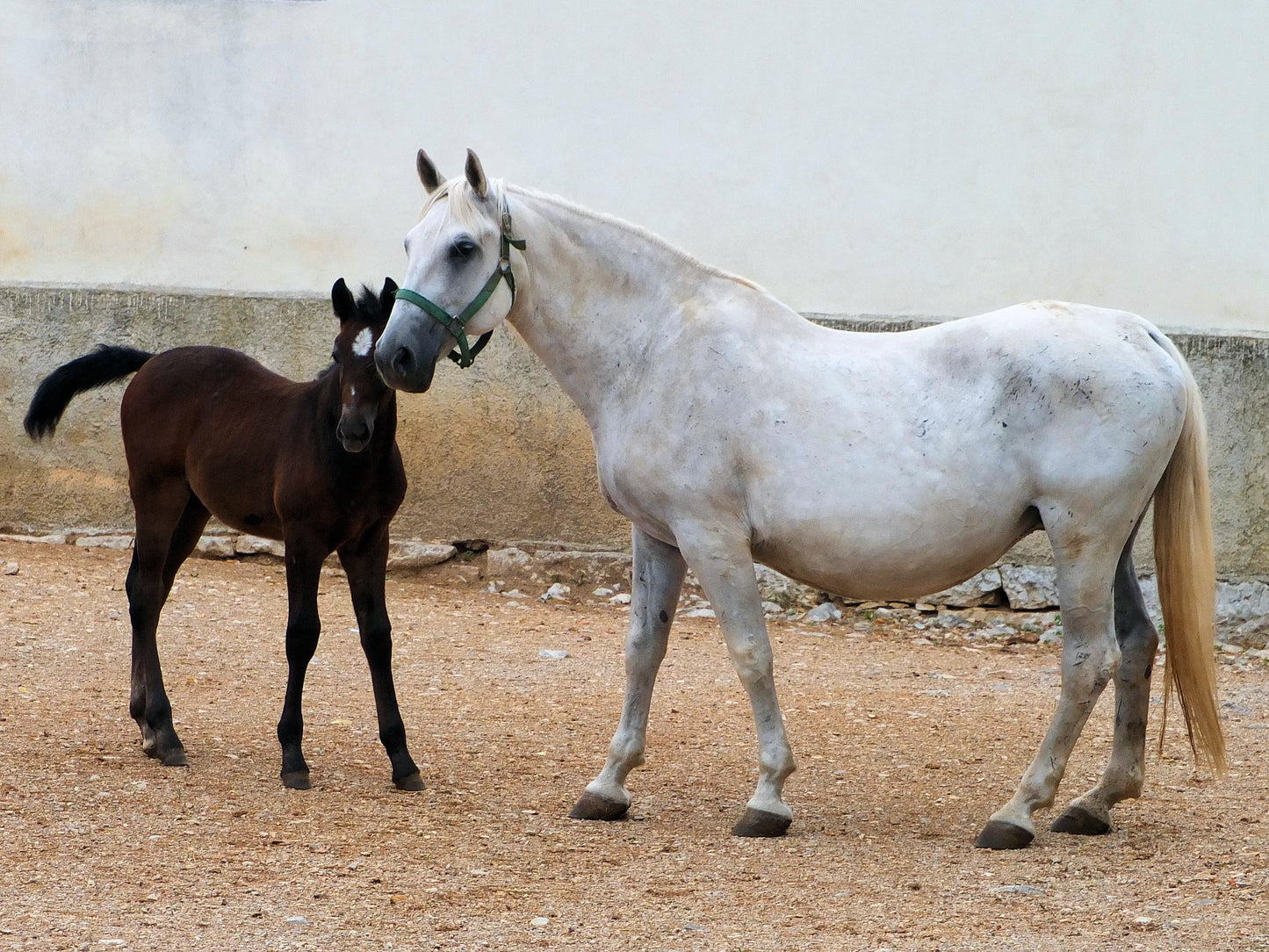 Lipizzan Lipizzaner Hungary Horse GLOSSY POSTER PICTURE PHOTO PRINT BANNER  CONVERSATIONPRINTS