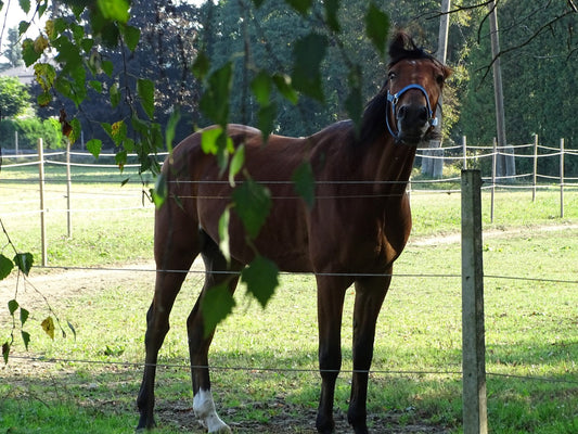 Ljutomer Trotter Horse GLOSSY POSTER PICTURE PHOTO PRINT BANNER  CONVERSATIONPRINTS