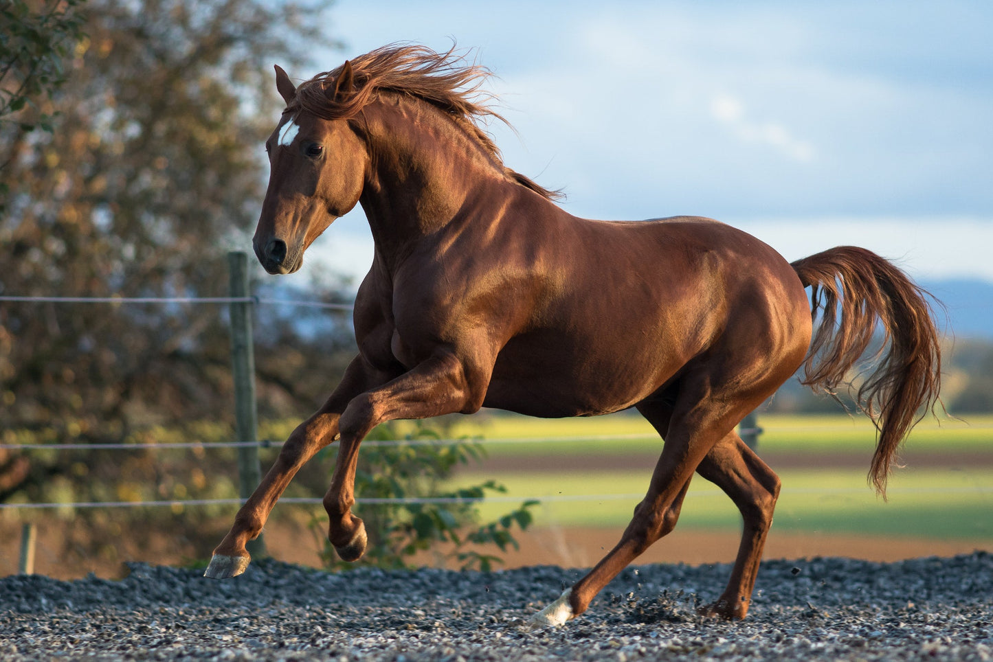 Lusitano Portugese Horse GLOSSY POSTER PICTURE PHOTO PRINT BANNER  CONVERSATIONPRINTS