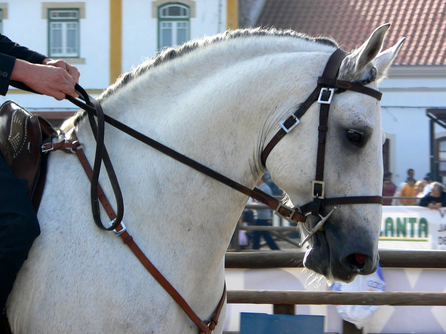 Lusitano White Horse GLOSSY POSTER PICTURE PHOTO PRINT BANNER  CONVERSATIONPRINTS