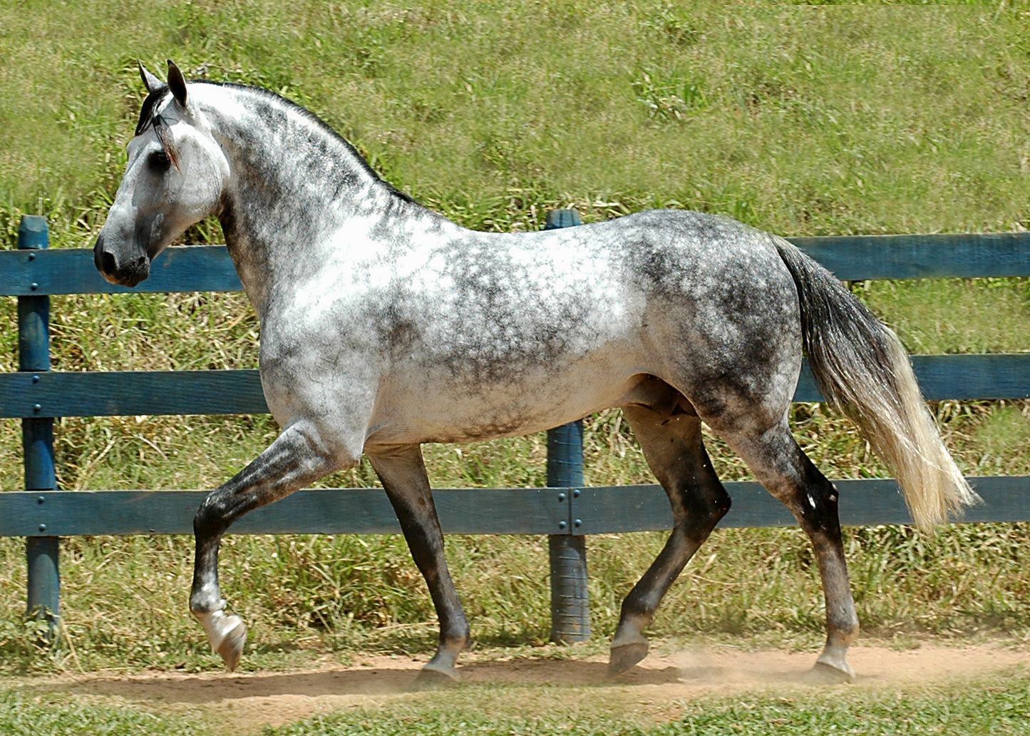 Mangalarga Marchador Horse GLOSSY POSTER PICTURE PHOTO PRINT BANNER  CONVERSATIONPRINTS