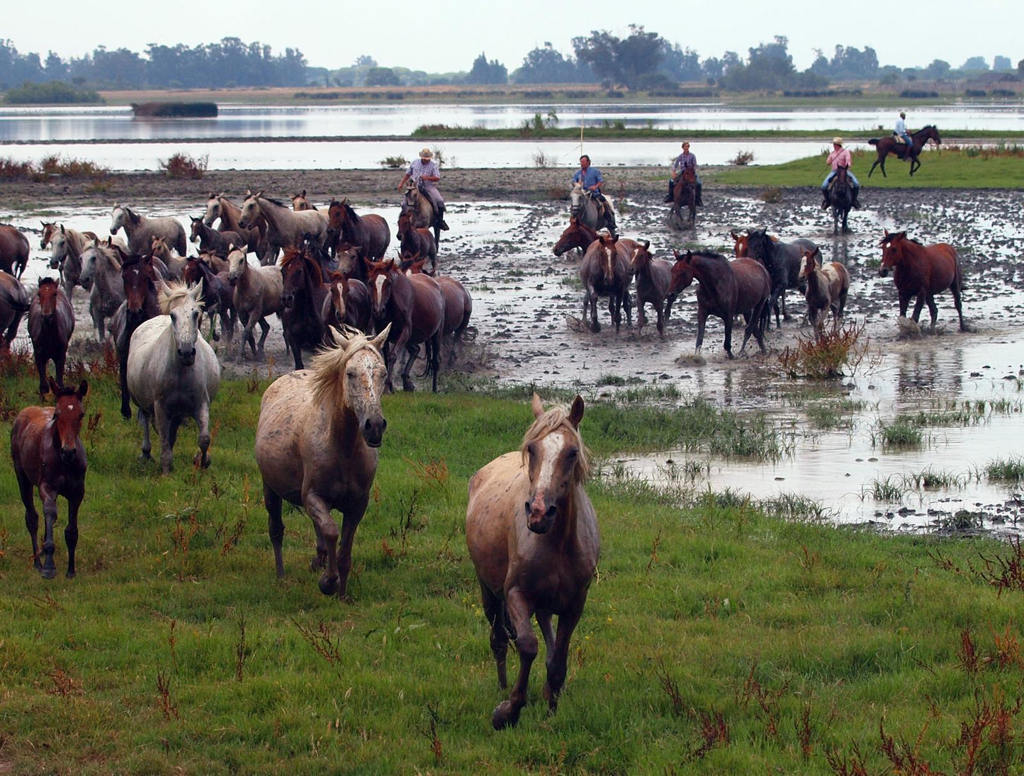 Marismeno Horses GLOSSY POSTER PICTURE PHOTO PRINT BANNER  CONVERSATIONPRINTS