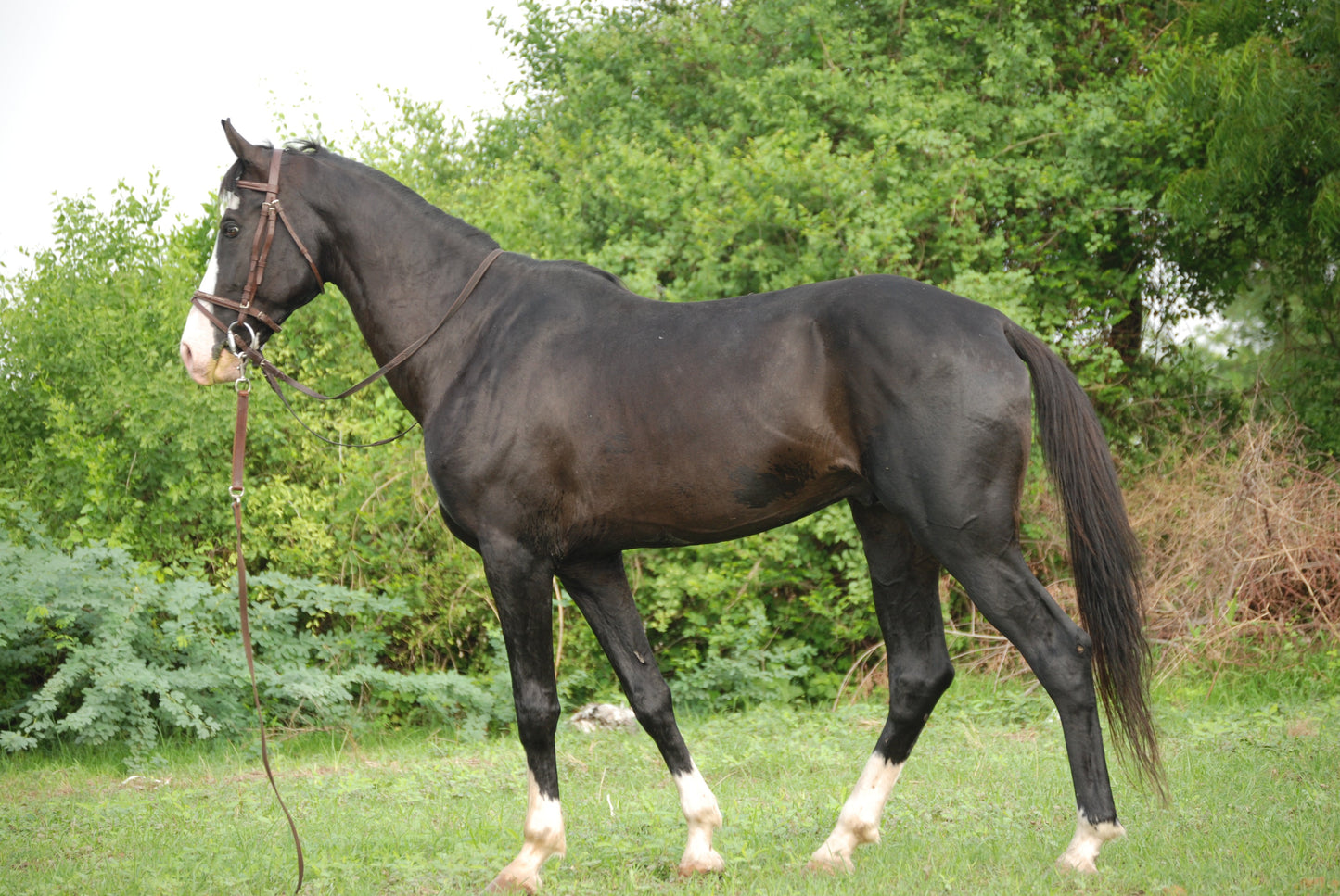 Marwari Horse Breed GLOSSY POSTER PICTURE PHOTO PRINT BANNER  CONVERSATIONPRINTS