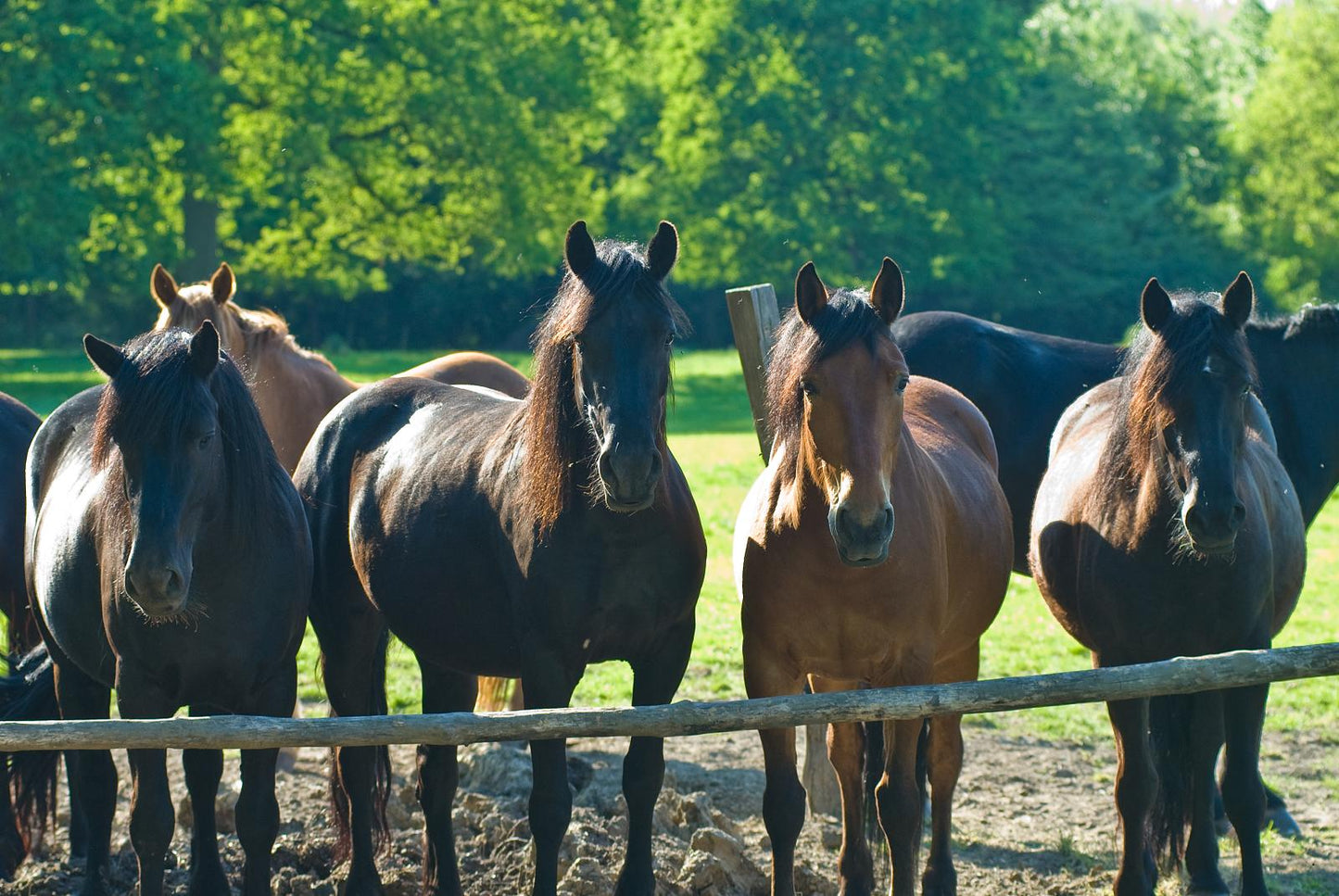 Merens Horse Breed GLOSSY POSTER PICTURE PHOTO PRINT BANNER  CONVERSATIONPRINTS