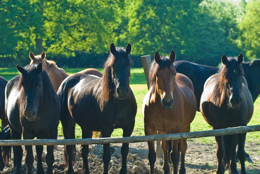 Merens Horse Breed GLOSSY POSTER PICTURE PHOTO PRINT BANNER  CONVERSATIONPRINTS