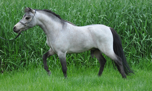 Gray Miniature Horse GLOSSY POSTER PICTURE PHOTO PRINT BANNER  CONVERSATIONPRINTS