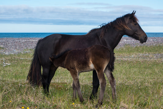 Miquelon Horse Breed GLOSSY POSTER PICTURE PHOTO PRINT BANNER  CONVERSATIONPRINTS