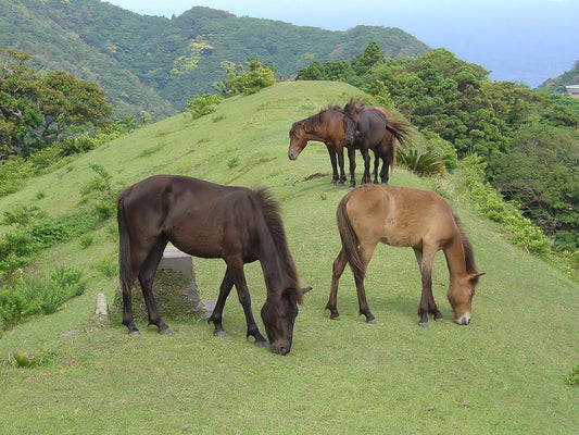 Misaki Horse Breed GLOSSY POSTER PICTURE PHOTO PRINT BANNER  CONVERSATIONPRINTS