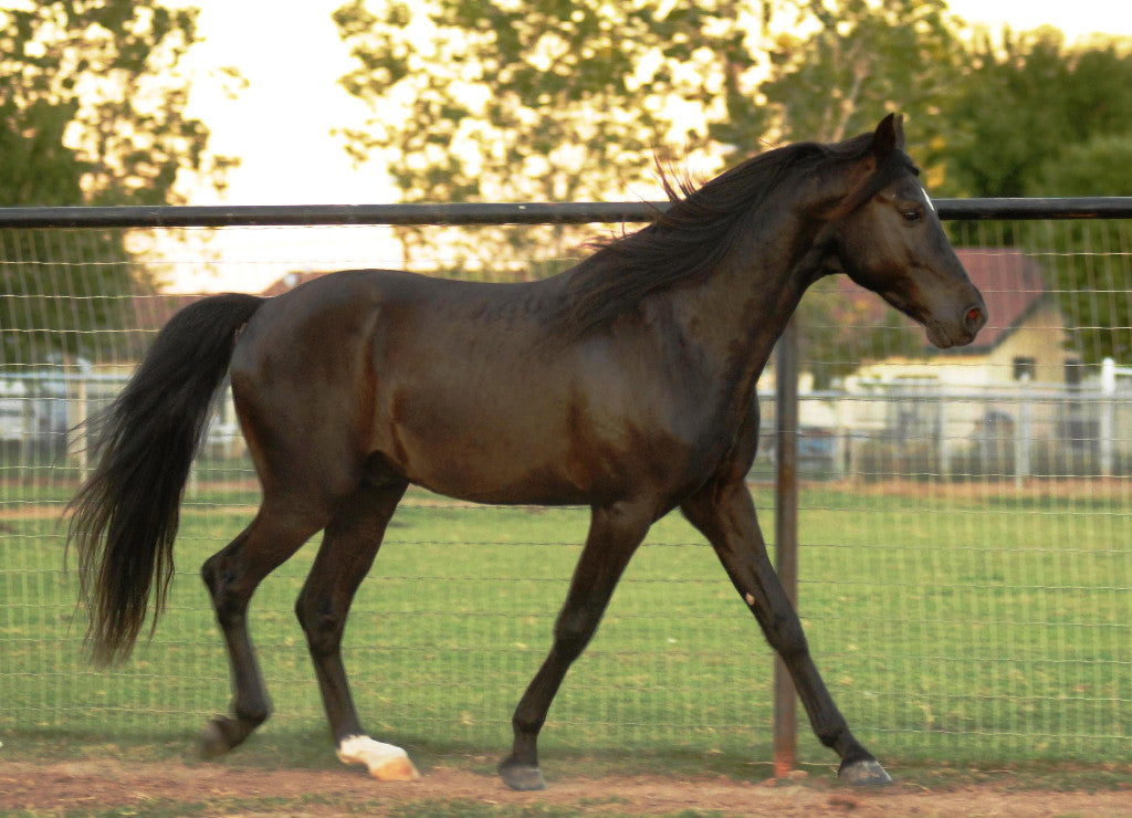 Missouri Fox Trotter Horse Breed GLOSSY POSTER PICTURE PHOTO PRINT BANNER  CONVERSATIONPRINTS