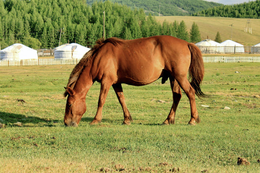 Mongolian Horse Breed GLOSSY POSTER PICTURE PHOTO PRINT BANNER  CONVERSATIONPRINTS