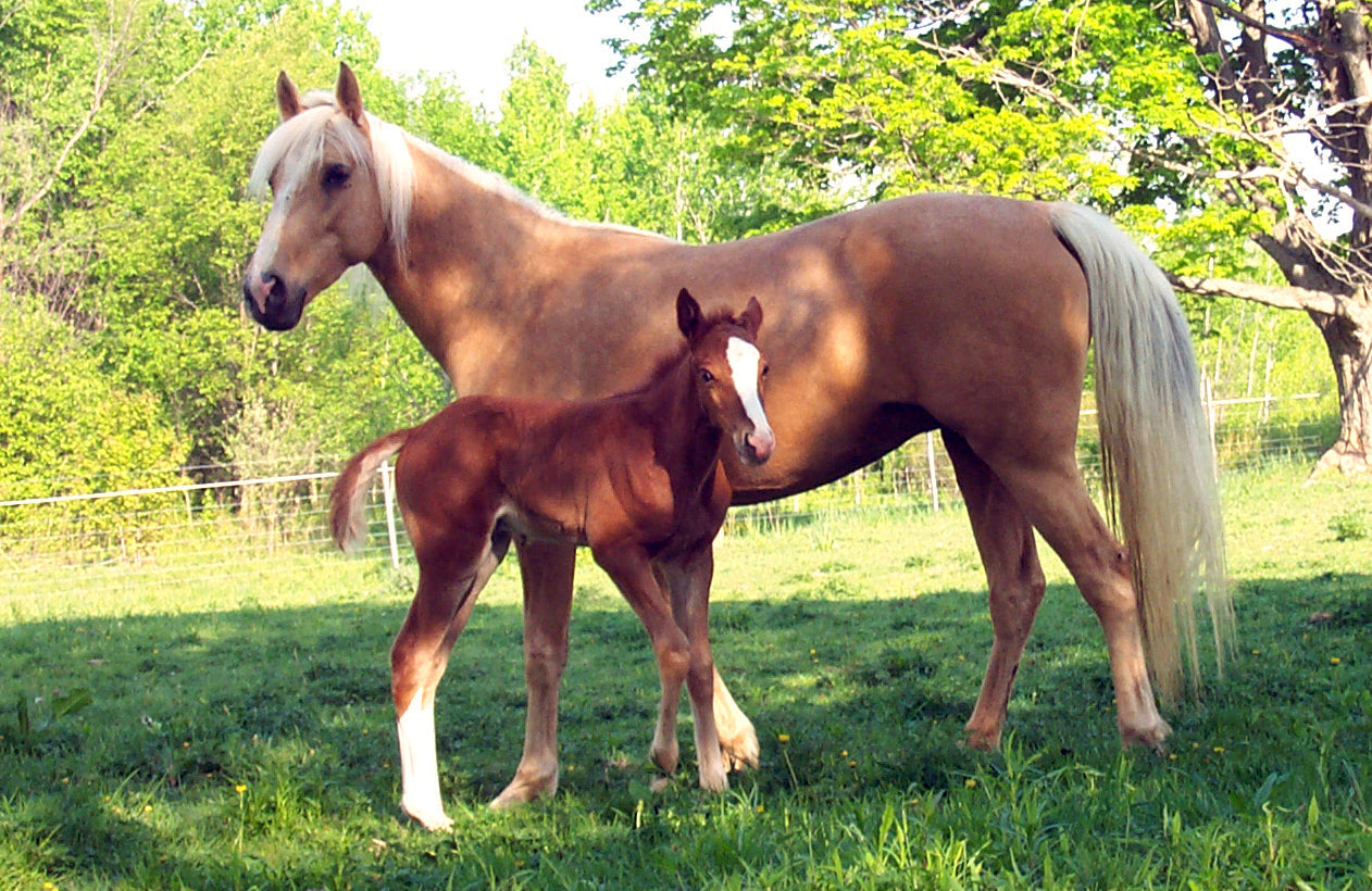 Mountain Pleasure Horse GLOSSY POSTER PICTURE PHOTO PRINT BANNER  CONVERSATIONPRINTS