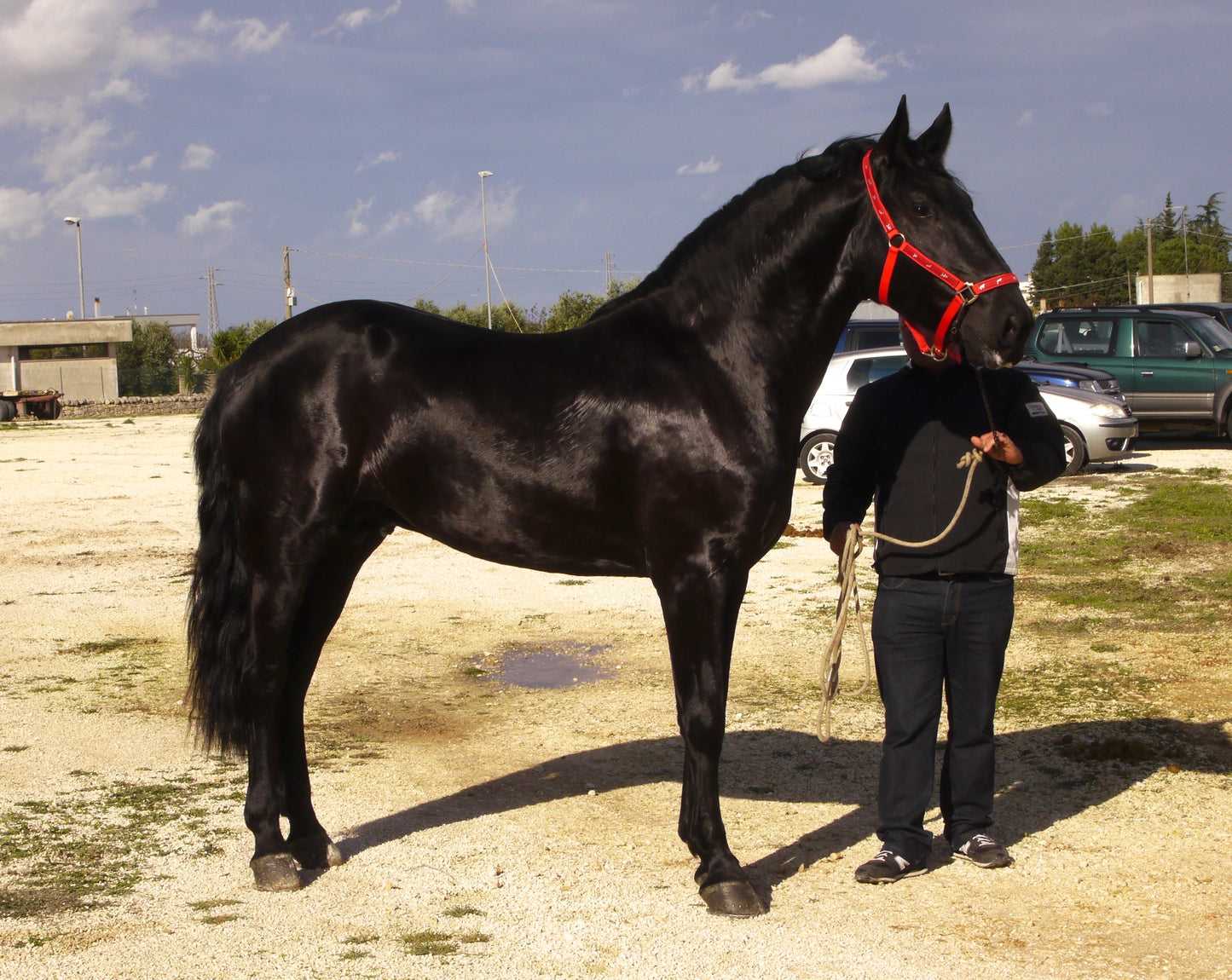 Murgese Italian Horse GLOSSY POSTER PICTURE PHOTO PRINT BANNER  CONVERSATIONPRINTS