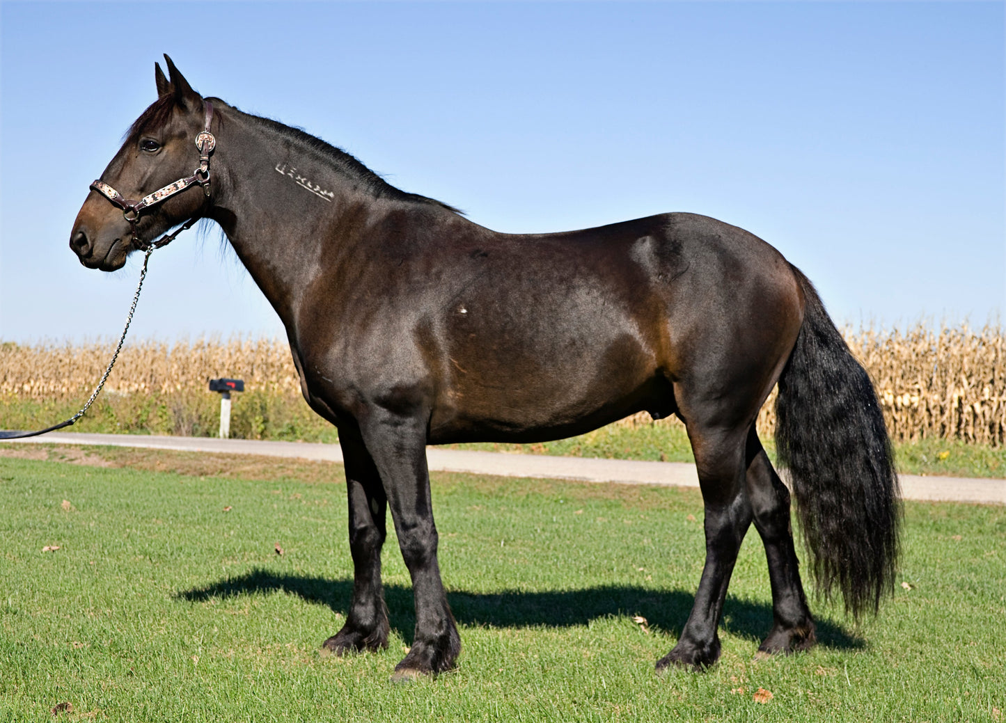 Mustang Horse Breed Black GLOSSY POSTER PICTURE PHOTO PRINT BANNER  CONVERSATIONPRINTS