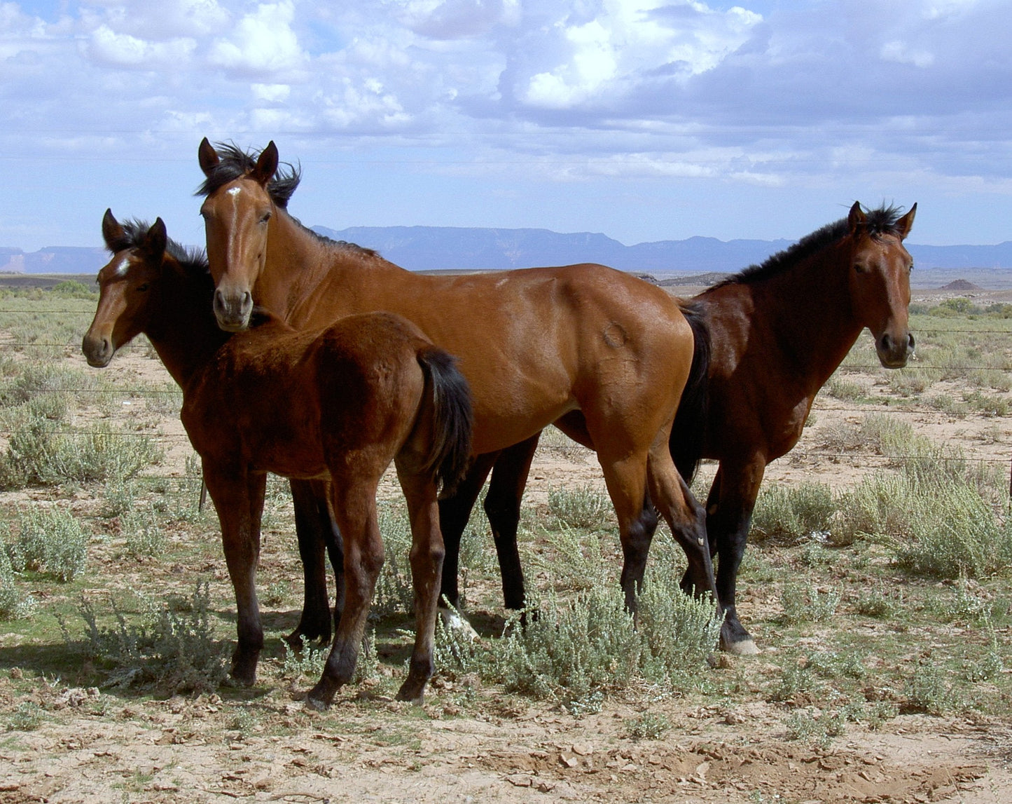 Mustang Horses Brown GLOSSY POSTER PICTURE PHOTO PRINT BANNER  CONVERSATIONPRINTS