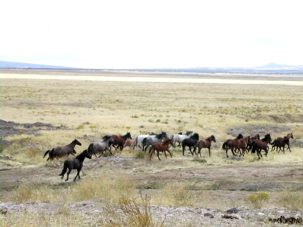 Mustang Horses Running GLOSSY POSTER PICTURE PHOTO PRINT BANNER  CONVERSATIONPRINTS