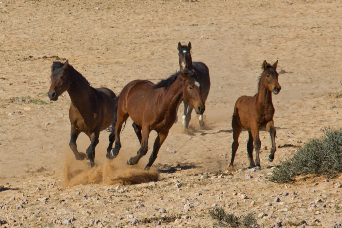 Namib Desert Horses Running GLOSSY POSTER PICTURE PHOTO PRINT BANNER  CONVERSATIONPRINTS