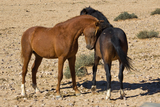 Namib Desert Horses Namibia GLOSSY POSTER PICTURE PHOTO PRINT BANNER  CONVERSATIONPRINTS