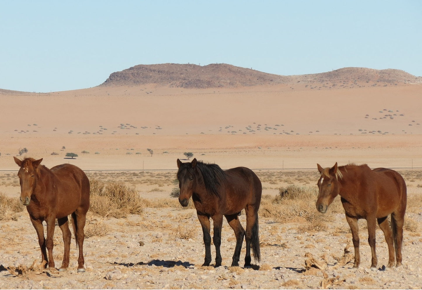 Namib Desert Horses Breed GLOSSY POSTER PICTURE PHOTO PRINT BANNER  CONVERSATIONPRINTS