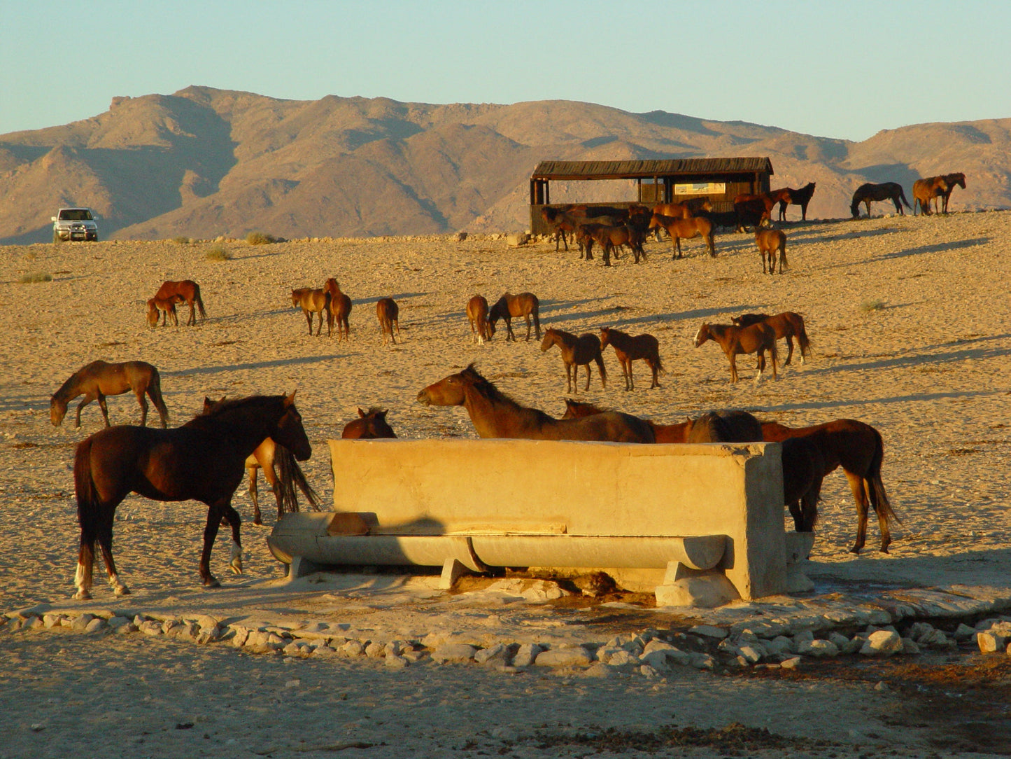 Namib Desert Horses Feral GLOSSY POSTER PICTURE PHOTO PRINT BANNER  CONVERSATIONPRINTS