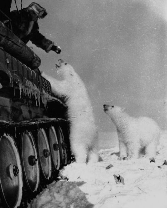 Soviet Soldiers Polar Bears Milk Glossy Poster Picture Photo Print Banner  Conversationprints