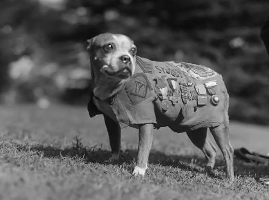 Sergeant Stubby Dog Ww1 Wwi Glossy Poster Picture Photo Print Banner  Conversationprints