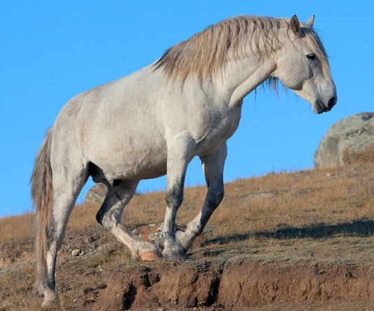 New Altai Russian Horse Breed GLOSSY POSTER PICTURE PHOTO PRINT BANNER  CONVERSATIONPRINTS