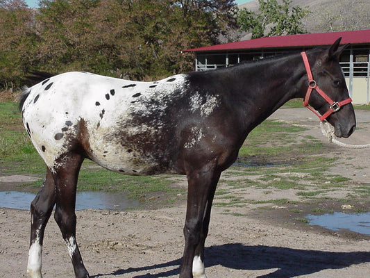 Nez Perce Horse Breed GLOSSY POSTER PICTURE PHOTO PRINT BANNER  CONVERSATIONPRINTS