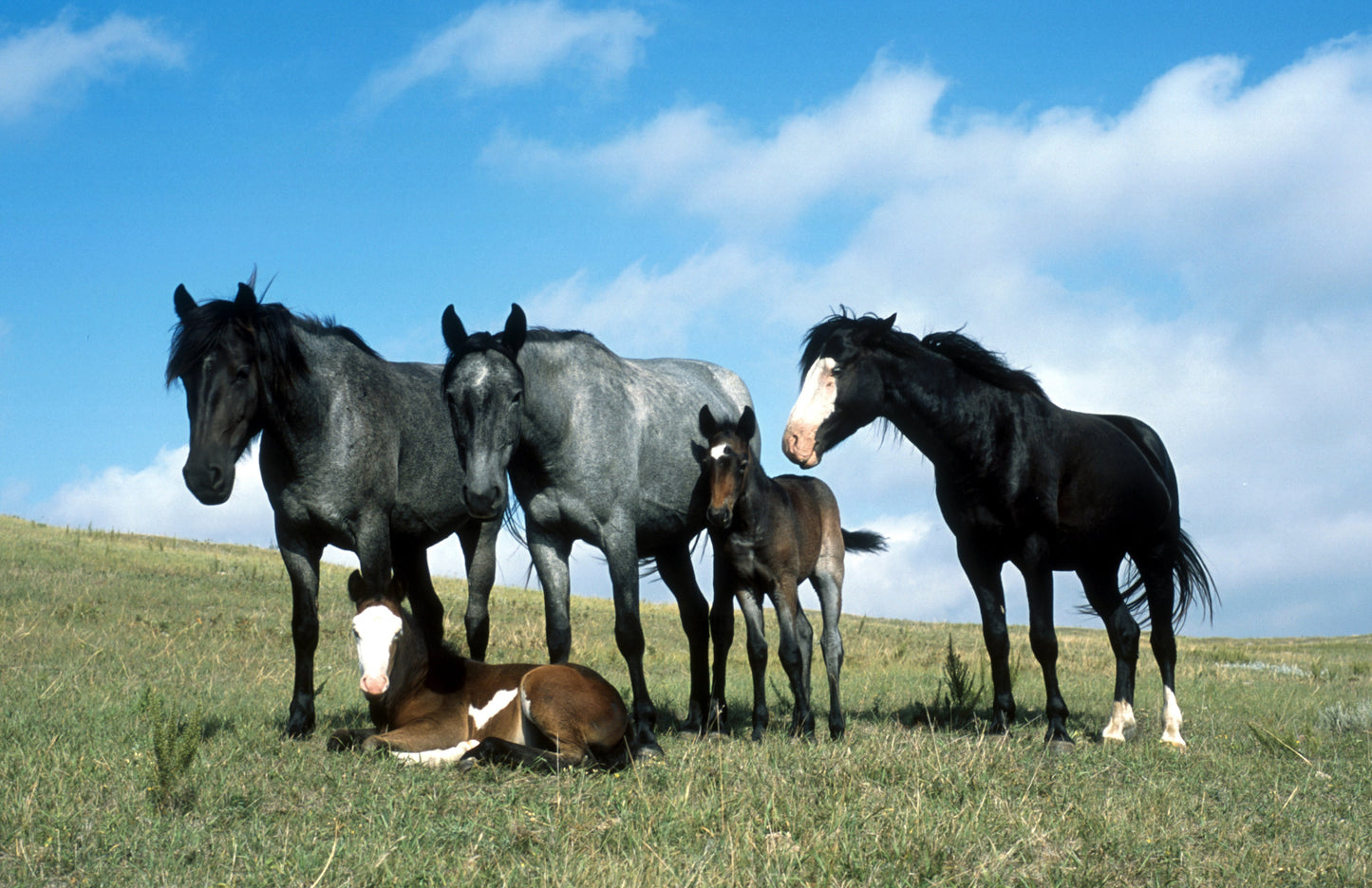 Nakota Horse Breed GLOSSY POSTER PICTURE PHOTO PRINT BANNER  CONVERSATIONPRINTS