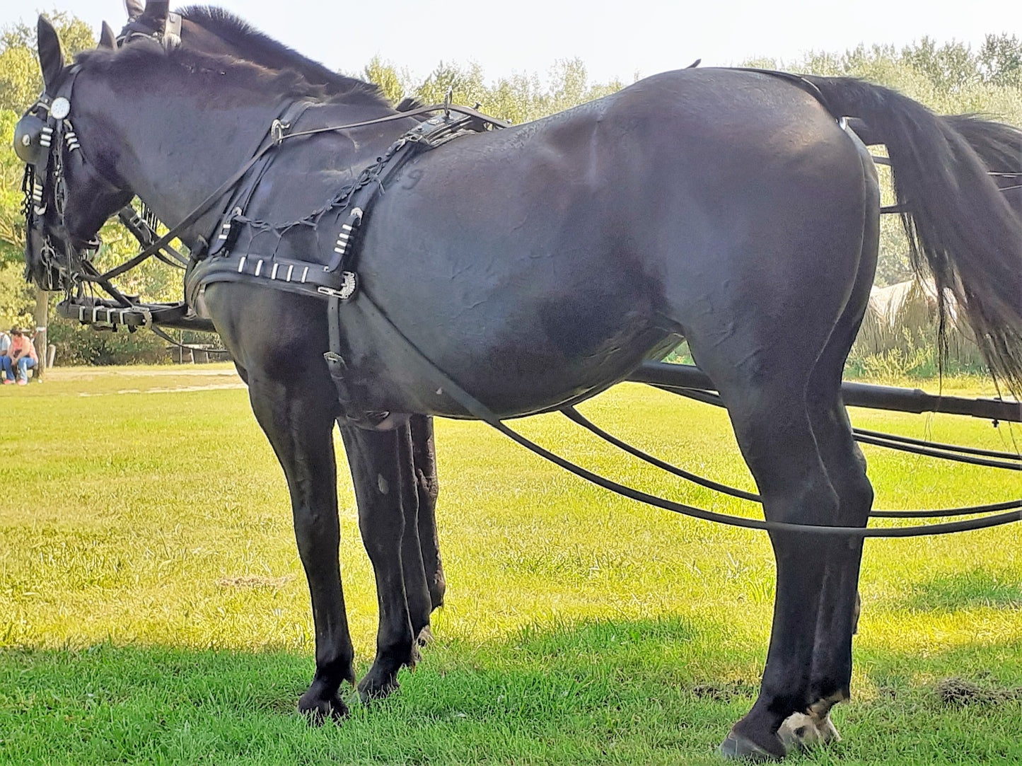 Nonius Horse Breed Hungary GLOSSY POSTER PICTURE PHOTO PRINT BANNER  CONVERSATIONPRINTS