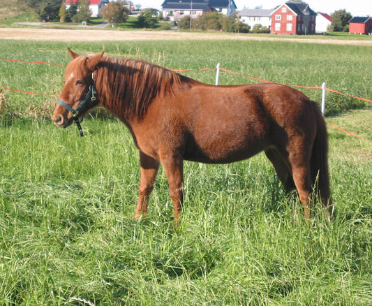 Nordlandshest Lyngshest Horse GLOSSY POSTER PICTURE PHOTO PRINT BANNER  CONVERSATIONPRINTS