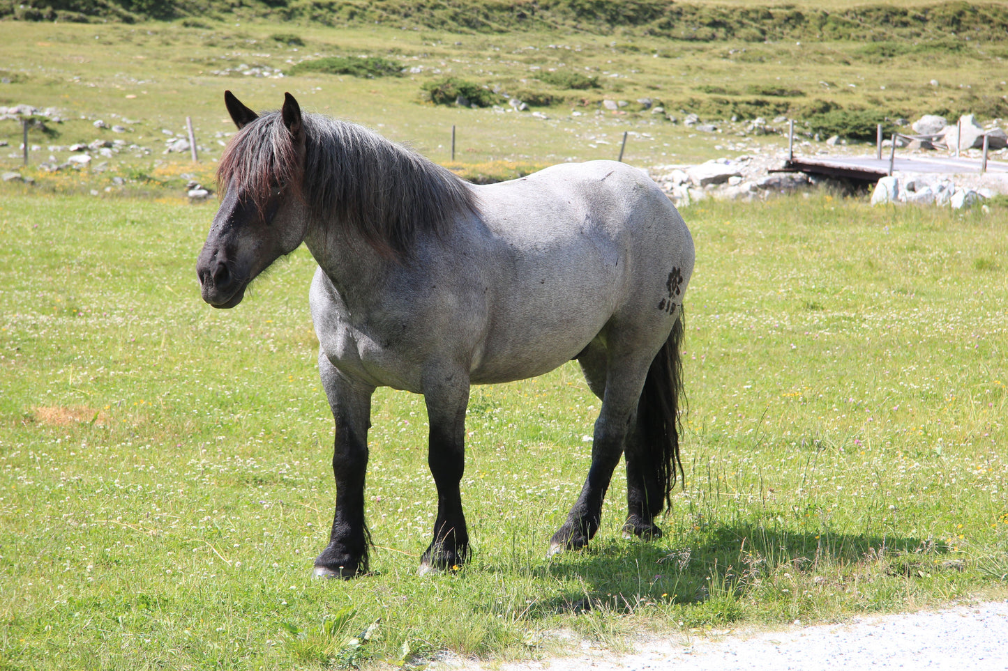 Noriker Horse Breed Austria GLOSSY POSTER PICTURE PHOTO PRINT BANNER  CONVERSATIONPRINTS