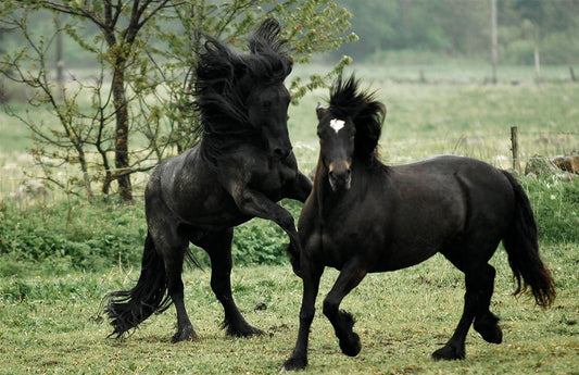 North Swedish Horse Breed GLOSSY POSTER PICTURE PHOTO PRINT BANNER  CONVERSATIONPRINTS