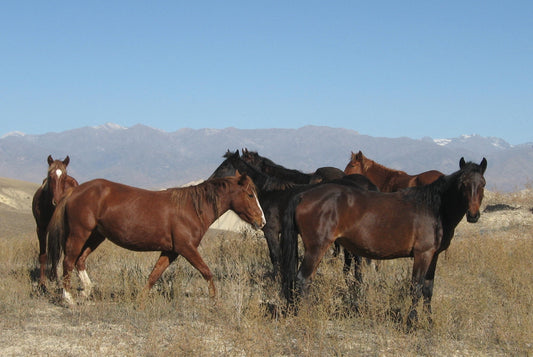 Novokirghiz Kyrgyzstan Horse GLOSSY POSTER PICTURE PHOTO PRINT BANNER  CONVERSATIONPRINTS