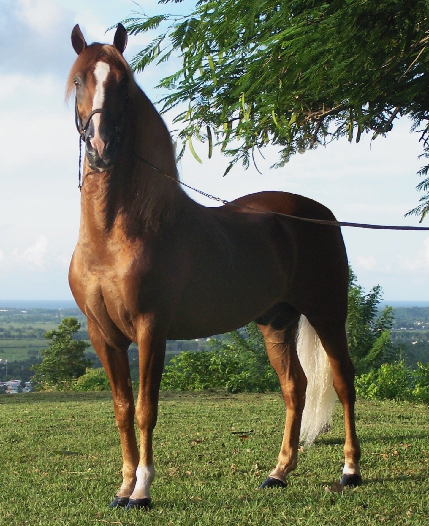 Paso Fino Horse Breed GLOSSY POSTER PICTURE PHOTO PRINT BANNER  CONVERSATIONPRINTS