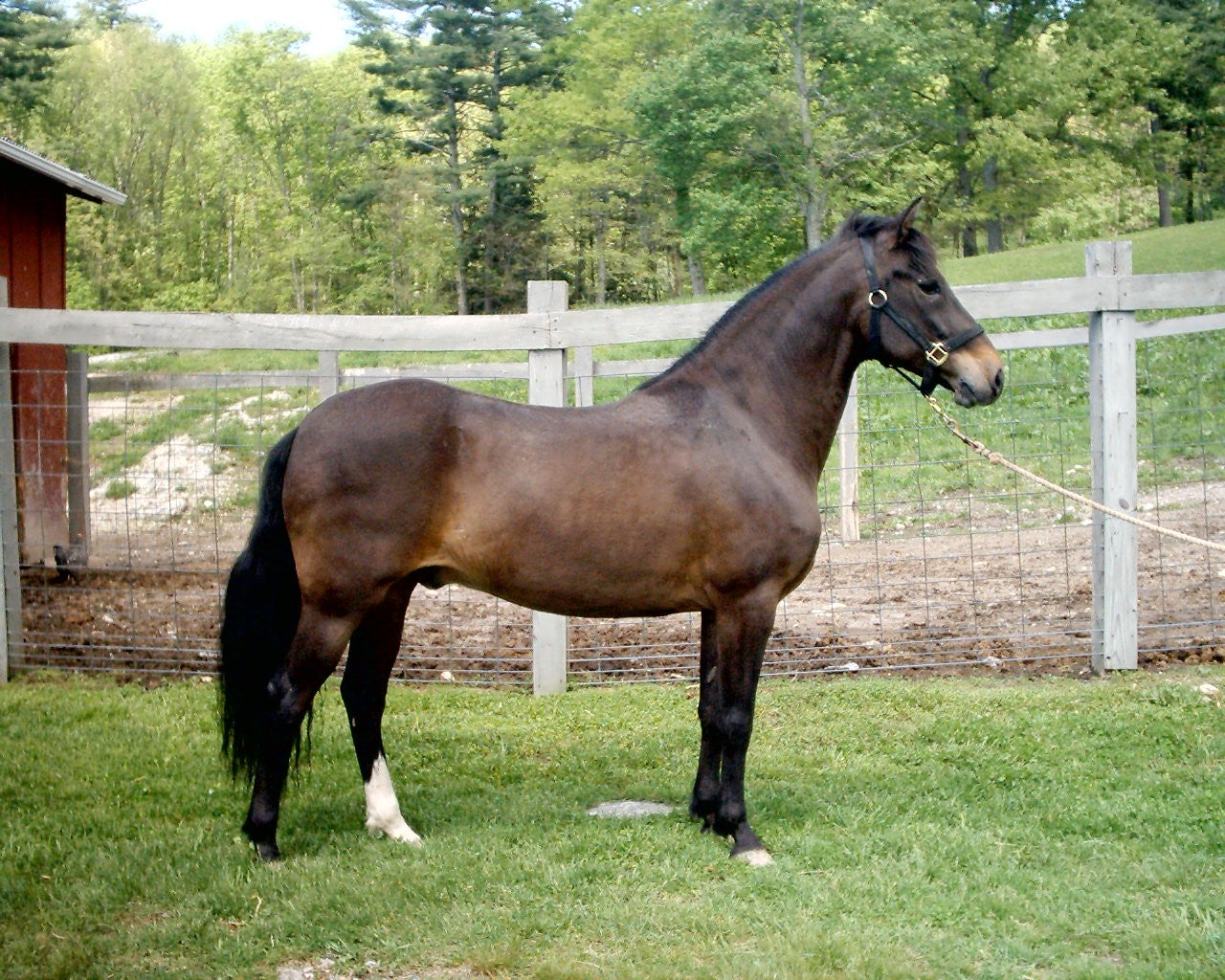 Paso Fino Horse Caribbean GLOSSY POSTER PICTURE PHOTO PRINT BANNER  CONVERSATIONPRINTS